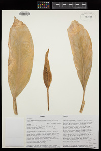 Image of Dieffenbachia nitidipetiolata