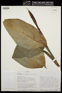 Image of Dieffenbachia tonduzii