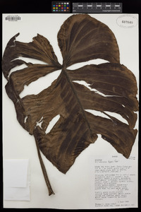 Philodendron tysonii image