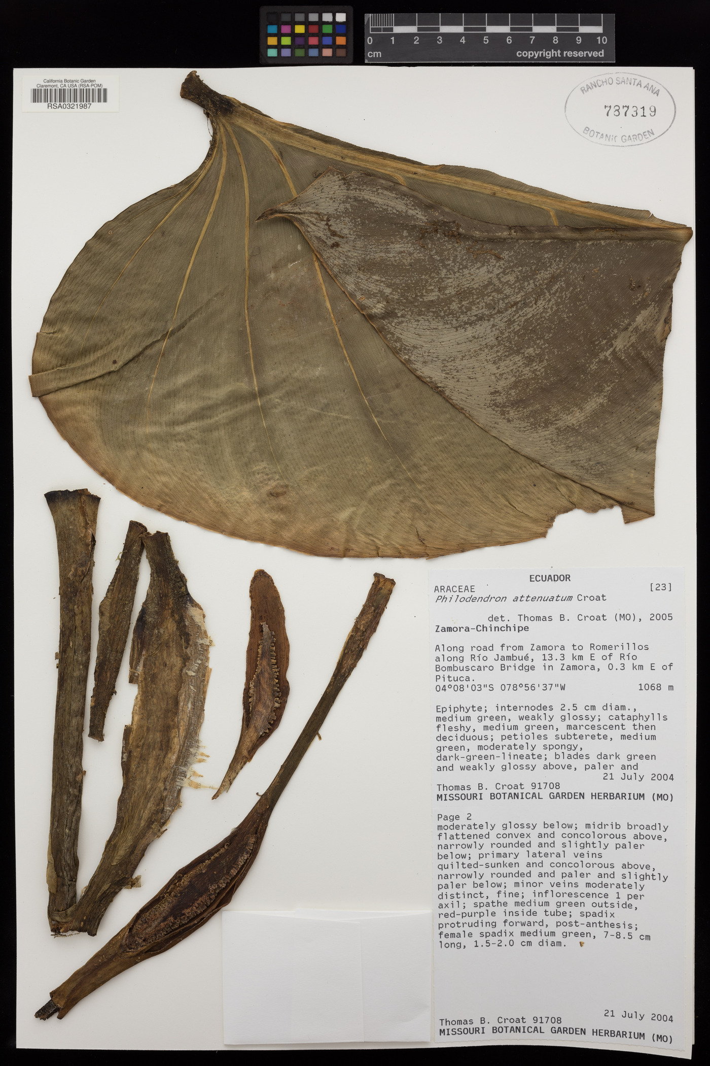 Philodendron attenuatum image