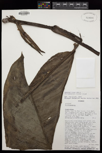 Philodendron clarkei image