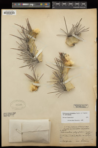 Echinocactus polycephalus subsp. polycephalus image