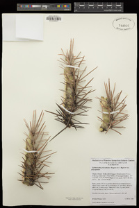 Echinocactus polycephalus subsp. polycephalus image