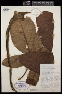 Syngonium macrophyllum image