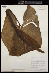 Image of Syngonium schottianum