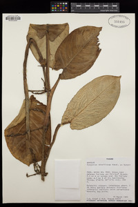 Syngonium schottianum image