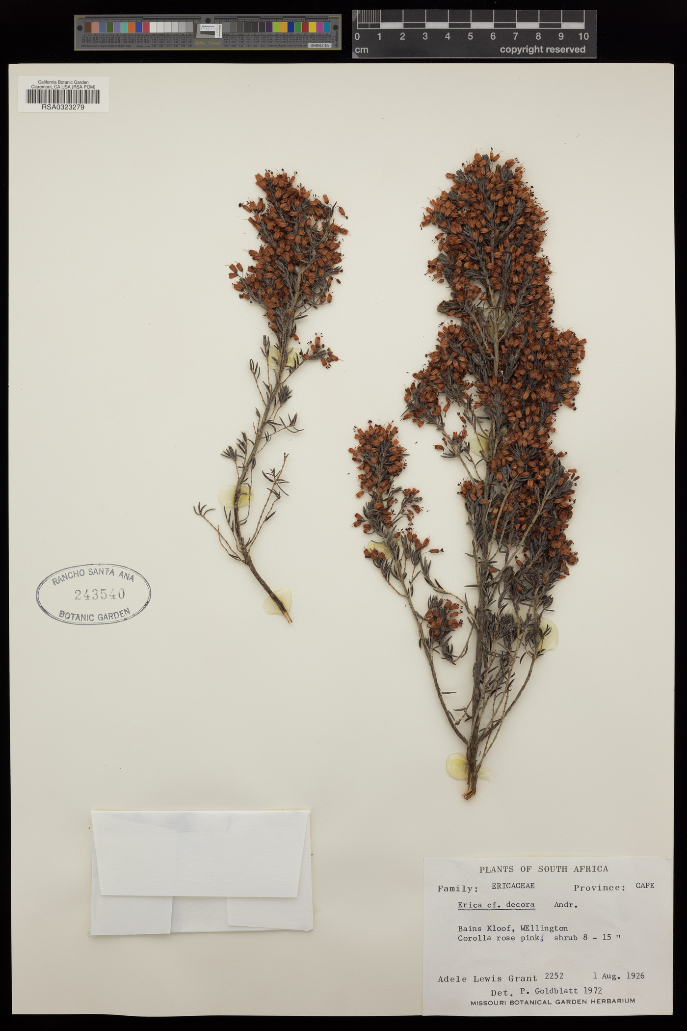 Erica densifolia image