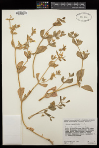 Image of Gunniopsis zygophylloides