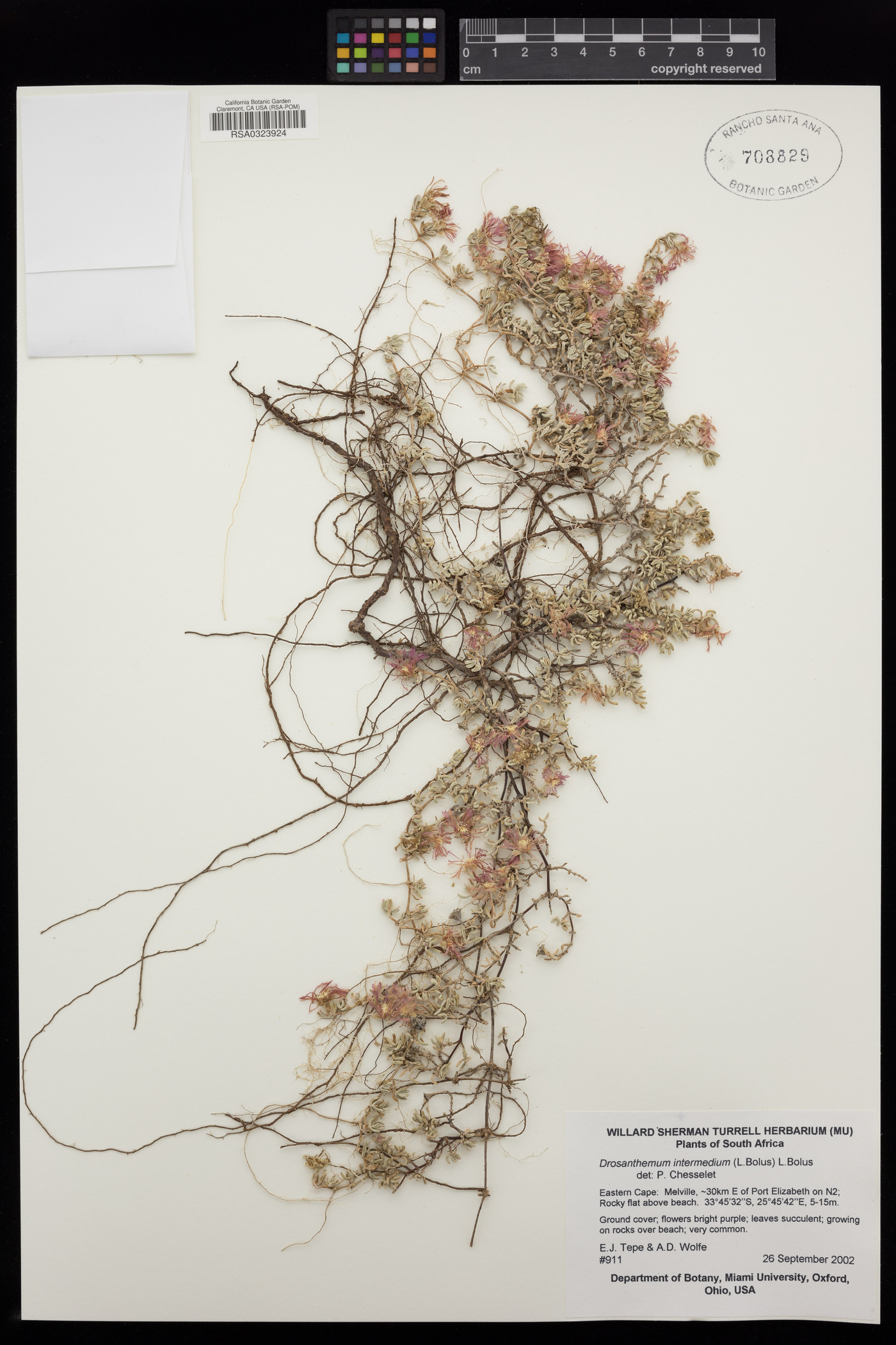 Drosanthemum calcareum image
