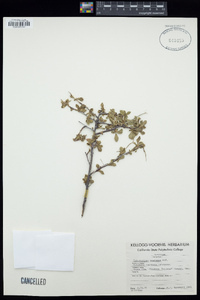 Cercocarpus betuloides image