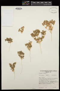 Image of Gunniopsis papillata