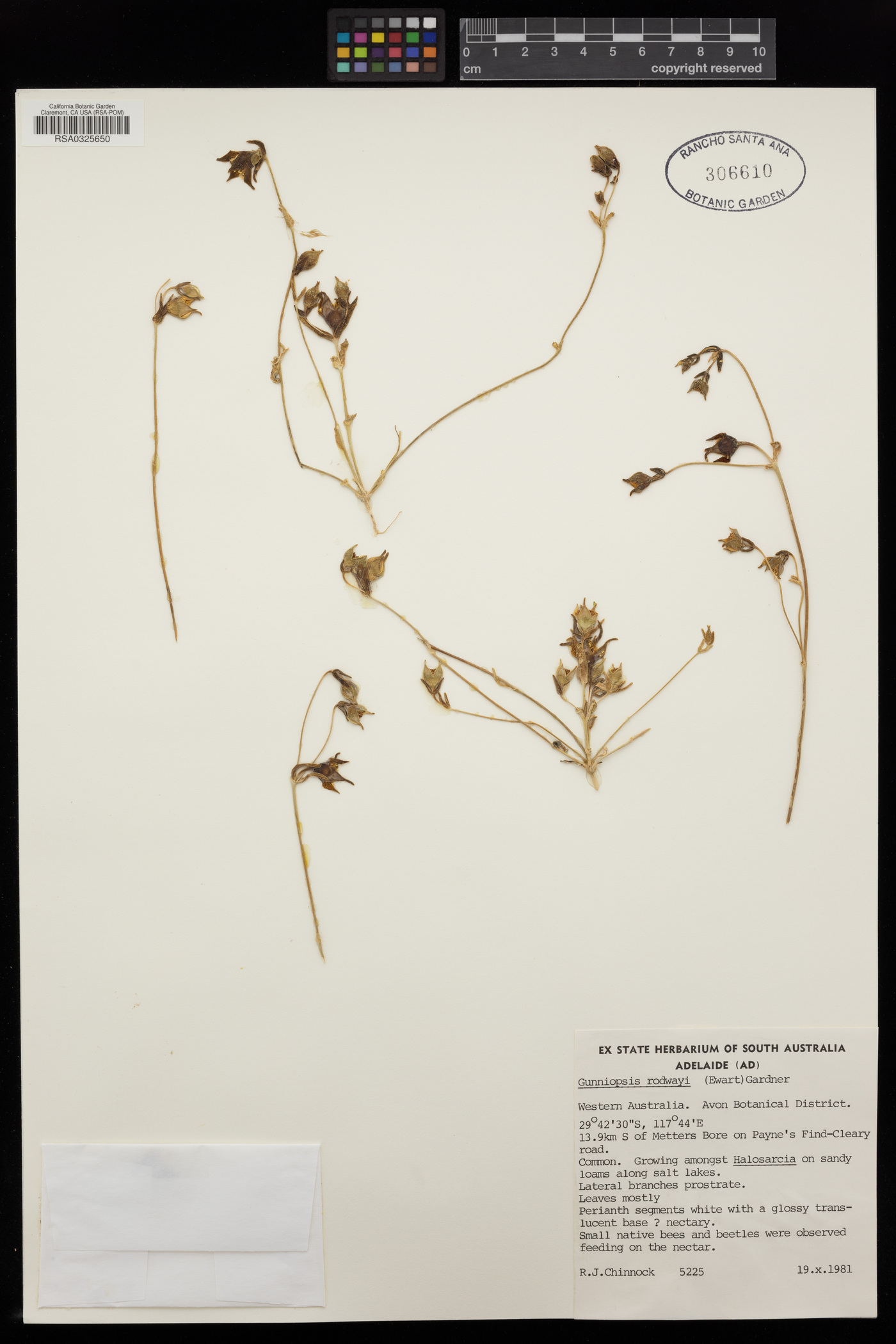 Gunniopsis rodwayi image