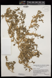 Sesuvium verrucosum image