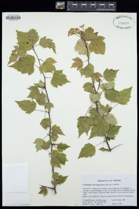 Crataegus phaenopyrum image