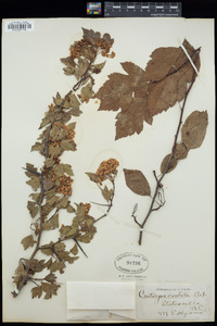 Crataegus phaenopyrum image