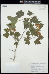 Crataegus phaenopyrum image