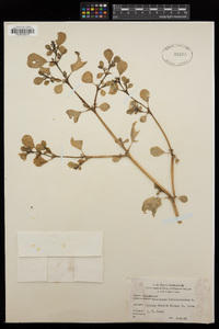 Trianthema portulacastrum image