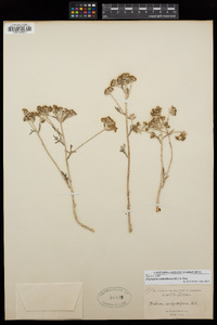 Eriophyllum confertiflorum image