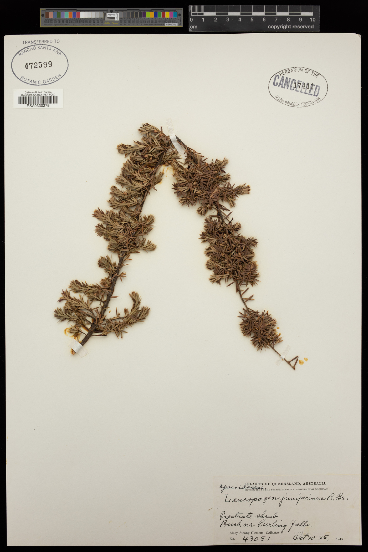 Leucopogon juniperinus image
