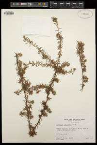 Leucopogon juniperinus image