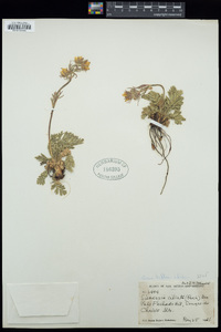 Geum triflorum var. ciliatum image