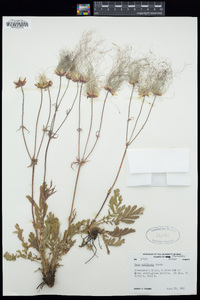 Geum triflorum image