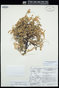 Holodiscus discolor var. microphyllus image