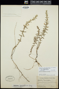 Hedeoma hyssopifolia var. hyssopifolia image