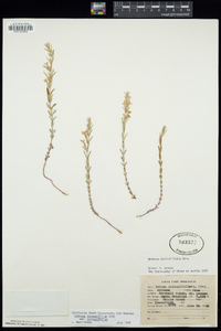 Hedeoma hyssopifolia var. hyssopifolia image