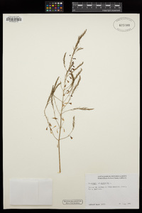 Asparagus officinalis image