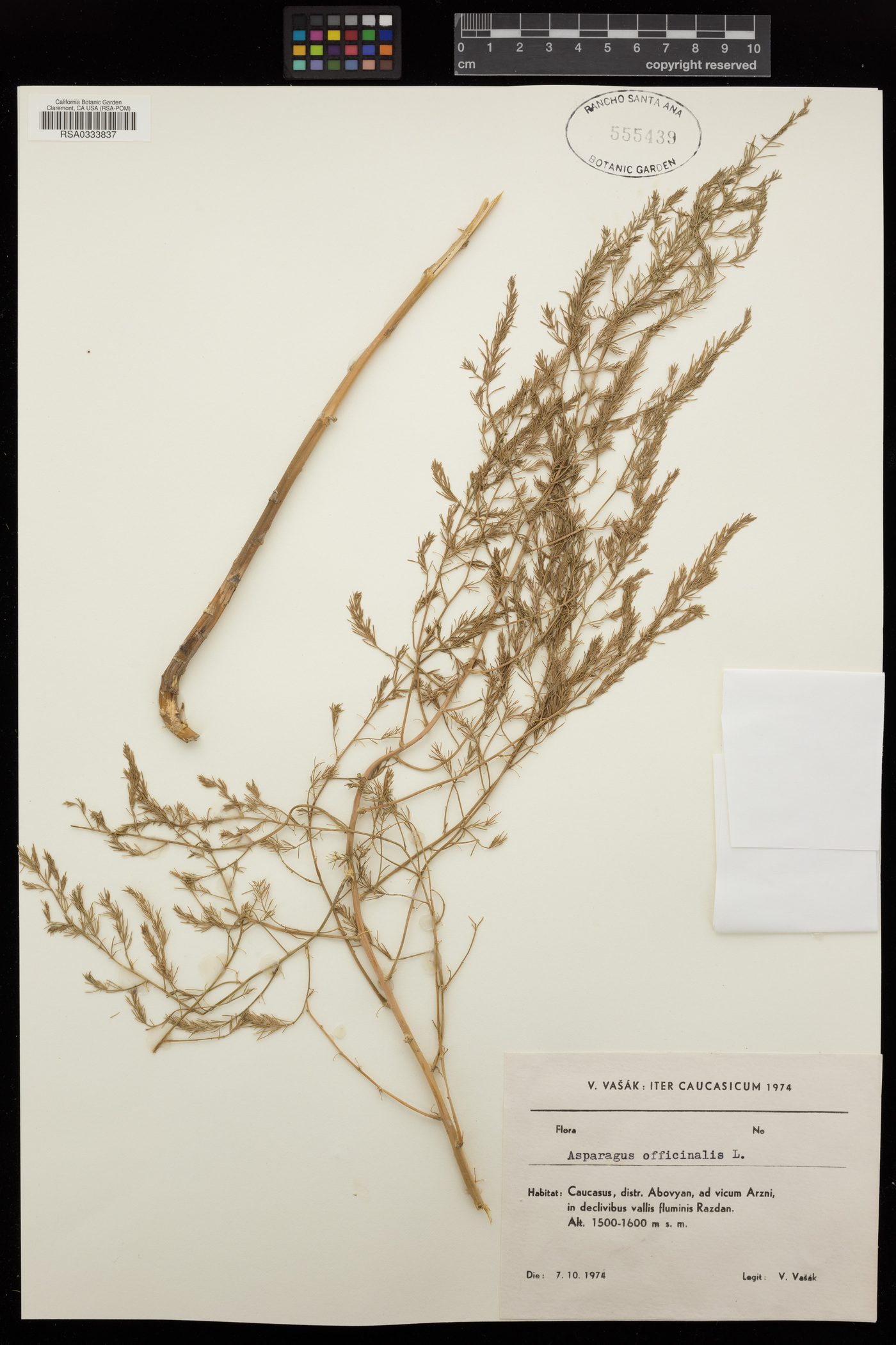 Asparagus officinalis image