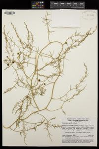 Image of Asparagus persicus