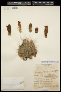 Echinocereus mojavensis image