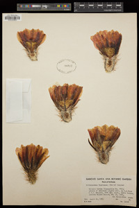 Echinocereus engelmannii image