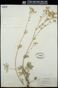 Potentilla gracilis var. fastigiata image