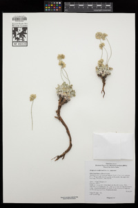 Eriogonum ovalifolium var. purpureum image