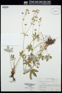 Potentilla pulcherrima image