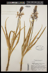 Camassia quamash subsp. breviflora image