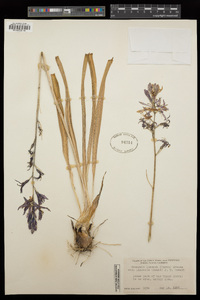 Camassia quamash image