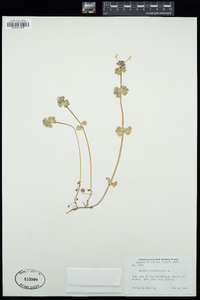 Lamium amplexicaule image