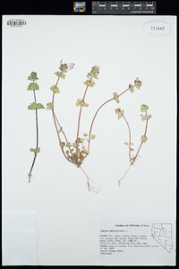 Lamium amplexicaule image