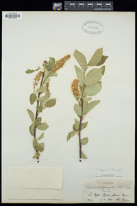 Prunus virginiana var. demissa image