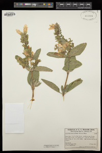 Lepechinia calycina image