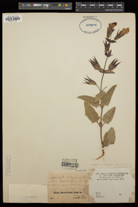 Lepechinia fragrans image