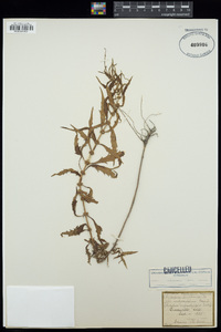 Lycopus rubellus image