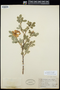 Rosa woodsii subsp. woodsii image