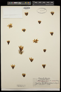Mammillaria grahamii var. grahamii image