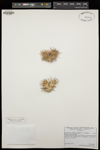 Mammillaria grahamii var. grahamii image