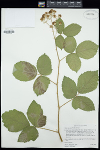 Rubus ulmifolius image