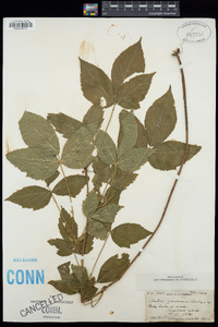 Rubus × janssonii image